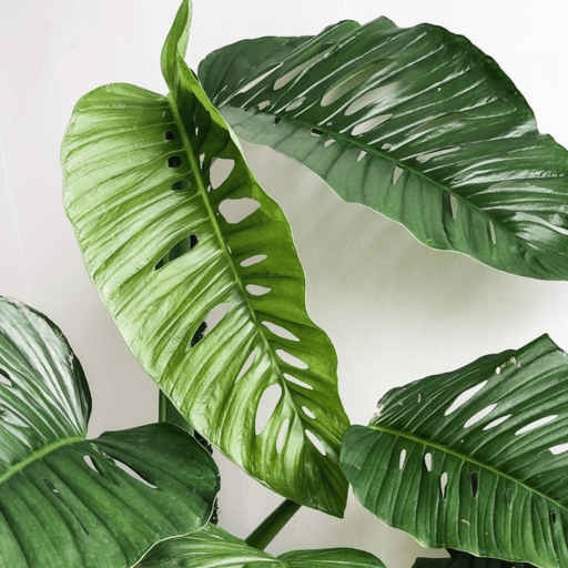 The Monstera Lechleriana and Monstera Adansonii are two very similar plants.