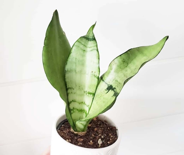 The Moonshine Snake Plant is a succulent that is native to Africa. The leaves of the Moonshine Snake Plant are usually green, but can turn yellow or brown if the plant is not getting enough light. It is a popular houseplant because it is easy to care for and is tolerant of low light conditions.