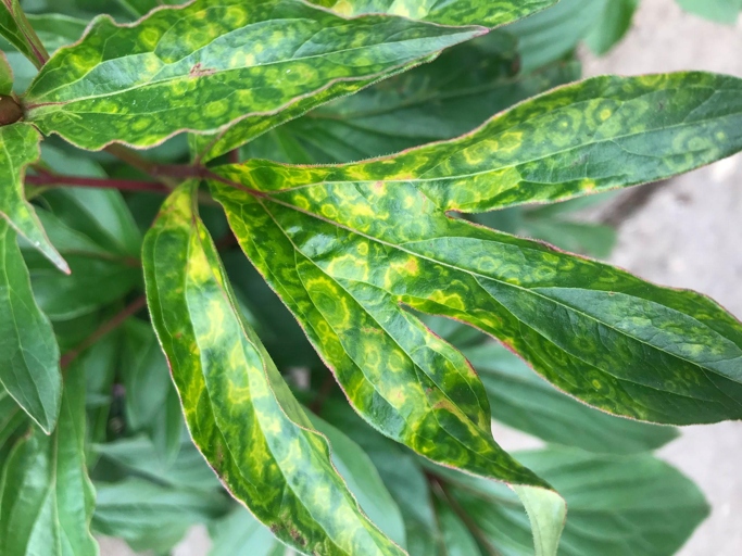 The most common areas of the plant that are infected are the leaves.
