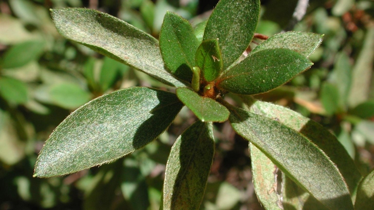 The most common cause of black leaves on azaleas is lace bugs.