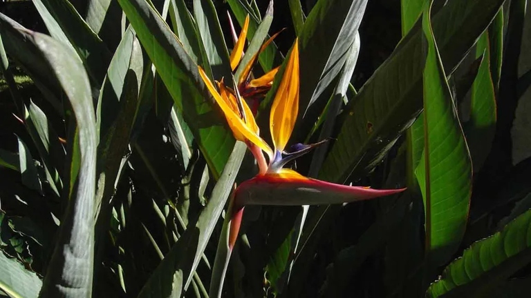 The most common cause of black spots on the stem of a bird of paradise is a fungal disease called black spot.