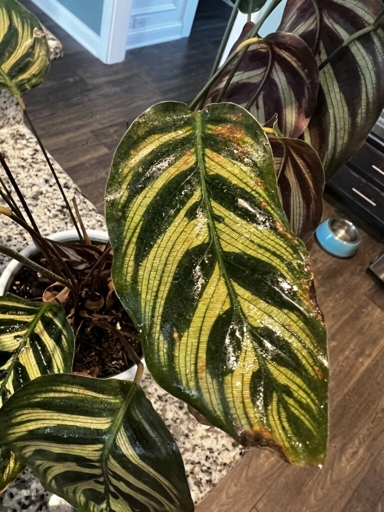 The most common cause of brown spots on Calathea leaves is too much direct sunlight.