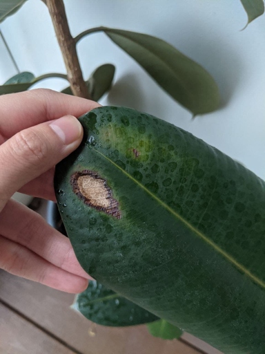 The most common cause of brown spots on rubber plants is too much sun exposure.
