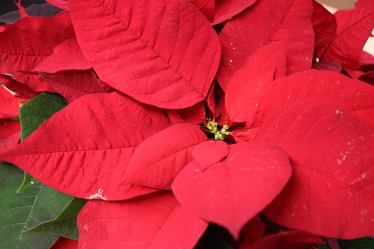 The most common cause of yellow leaves on poinsettias is too much humidity.
