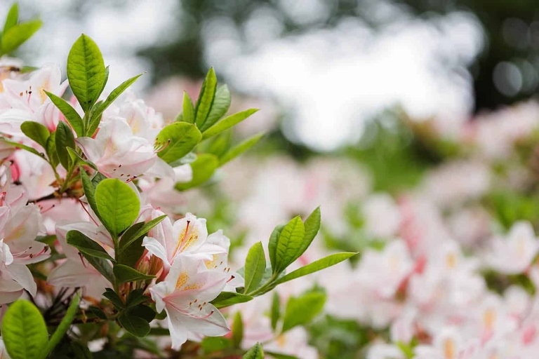 The most common reason for azalea leaves to drop is due to a lack of water.