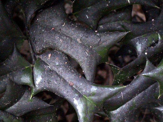 The most common reason for black leaves on azaleas is a fungal disease called sooty mold.
