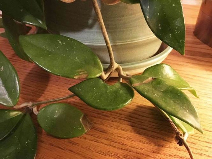 The most common reason for brown spots on a hoya is a nutrient deficiency.