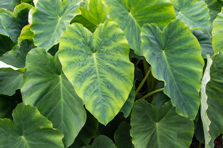 The most common reason for elephant ear leaves drooping is that the plant is not getting enough water.