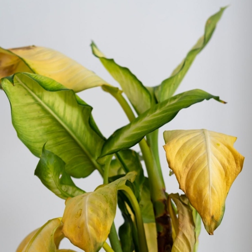The most common reason for leaves turning yellow is overwatering.