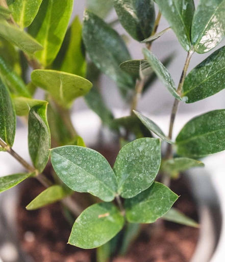 The most common sign of overwatering in a ZZ Plant is soft leaves.