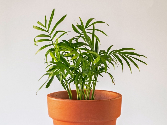 The most common solution to palm leaves curling is to increase the humidity around the plant.