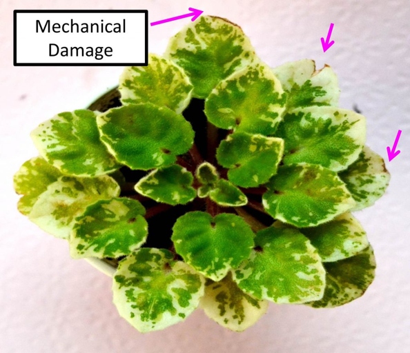 The most common symptom of brown spots on African violet leaves is discoloration.