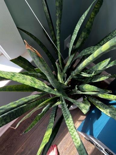 The most common symptom of bugs in a snake plant is yellowing and wilting leaves.