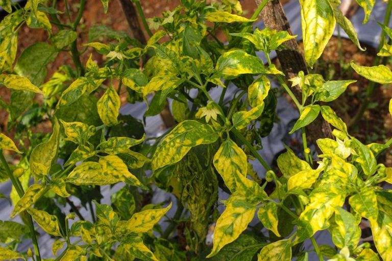 The most common treatment for yellow spots on pepper leaves is to remove the affected leaves and to treat the plant with a fungicide.