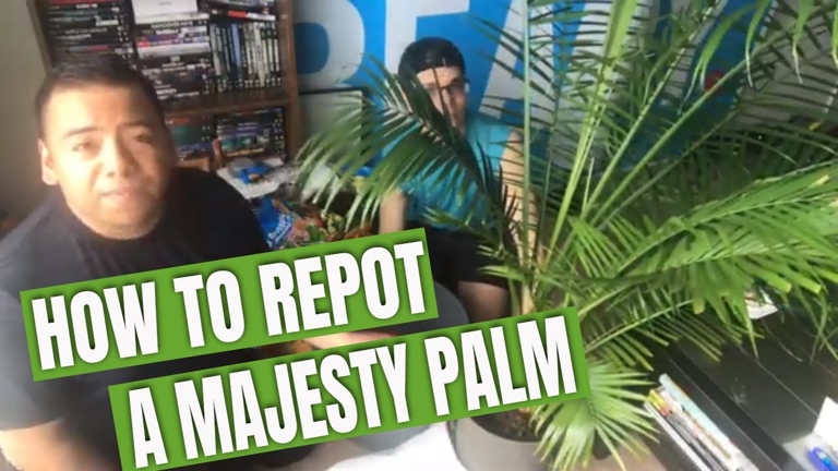 The most important step in repotting a majesty palm is to choose the right pot.