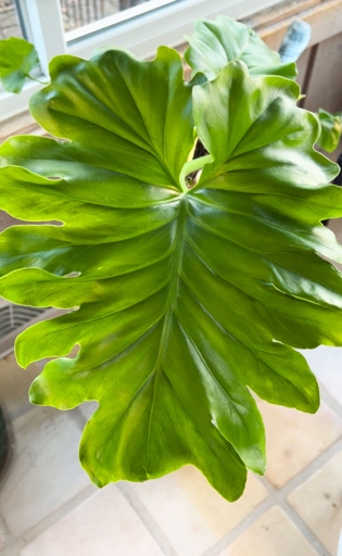 The most important thing to remember when trying to revive a dying philodendron is to never give up hope.