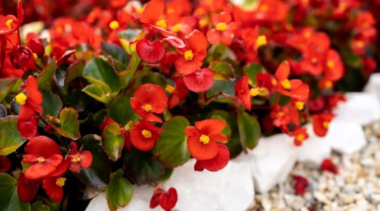 The most important thing you can do to manage and control begonias is to keep an eye on the leaves.