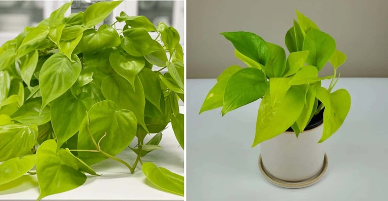 The Neon Pothos and Philodendron Lemon Lime both require bright, indirect sunlight.