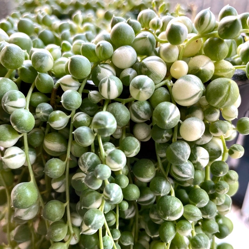 The new growth of your string of pearls will yellow and thicken if it is not getting enough light.