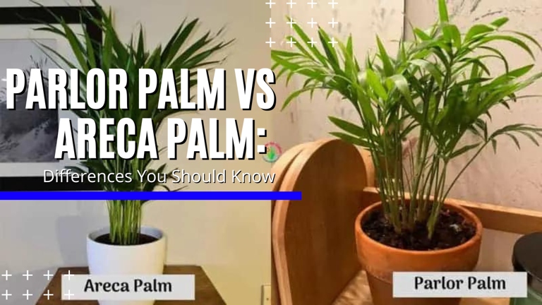 The parlor palm and the areca palm are two different types of palms that have a few key differences.