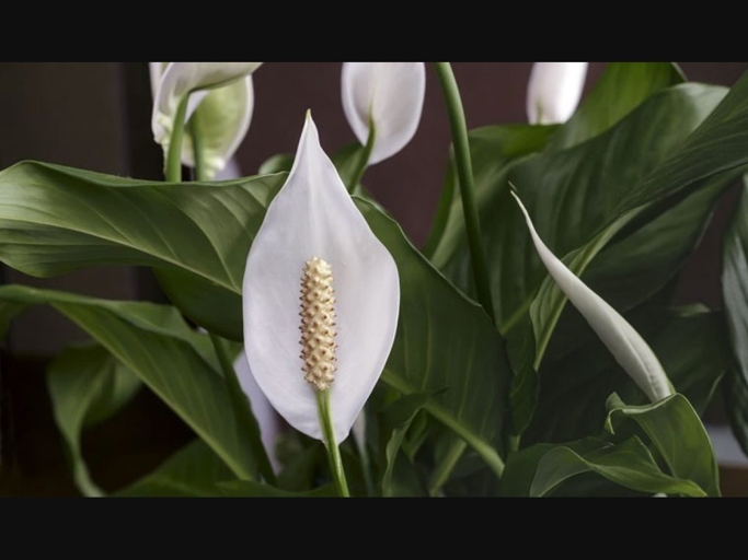 The peace lily is a beautiful houseplant that also has many health benefits.