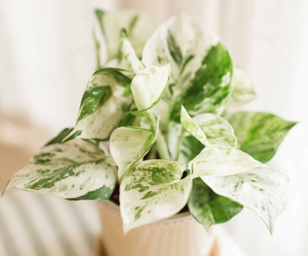 The Pearls and Jade Pothos does best in bright, indirect light but can also tolerate low light conditions.