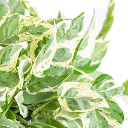 The Pearls and Jade Pothos is a beautiful, variegated plant that is easy to care for.
