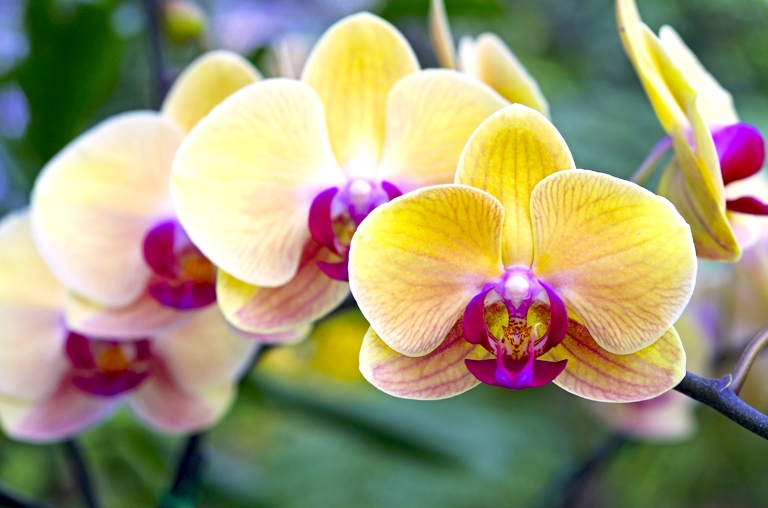 The Phalaenopsis Black Swan is a rare and beautiful orchid that is sure to make a statement in any garden.