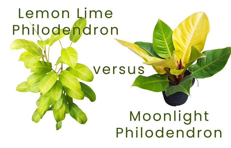 The Philodendron Lemon Lime and Moonlight require different types of soil to thrive.