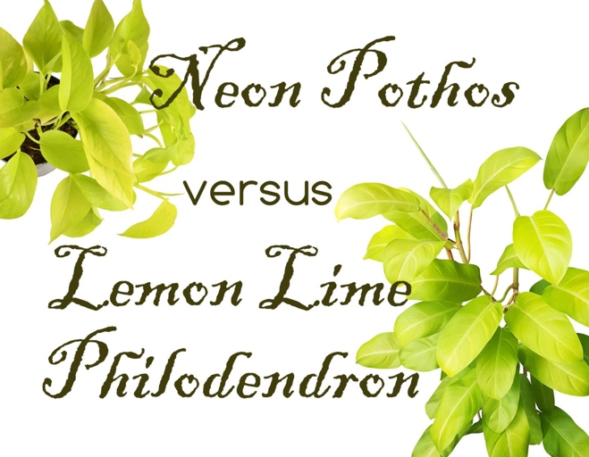The Philodendron Lemon Lime and Neon Pothos have different growing requirements, but they are both easy to care for.
