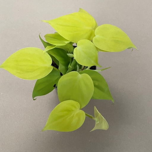 The Philodendron Lemon Lime has a vining habit and can grow up to 2 feet in length, while the Neon Pothos has a trailing habit and can grow up to 10 feet in length.