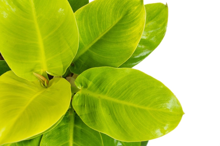 The Philodendron Lemon Lime has lanceolate leaves that are a bright, lime green. The Philodendron Moonlight has dark green leaves that are oval shaped.
