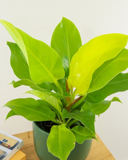 The Philodendron Lemon Lime is a compact plant that only grows to about 2 feet tall, while the Moonlight Philodendron can grow up to 6 feet tall.