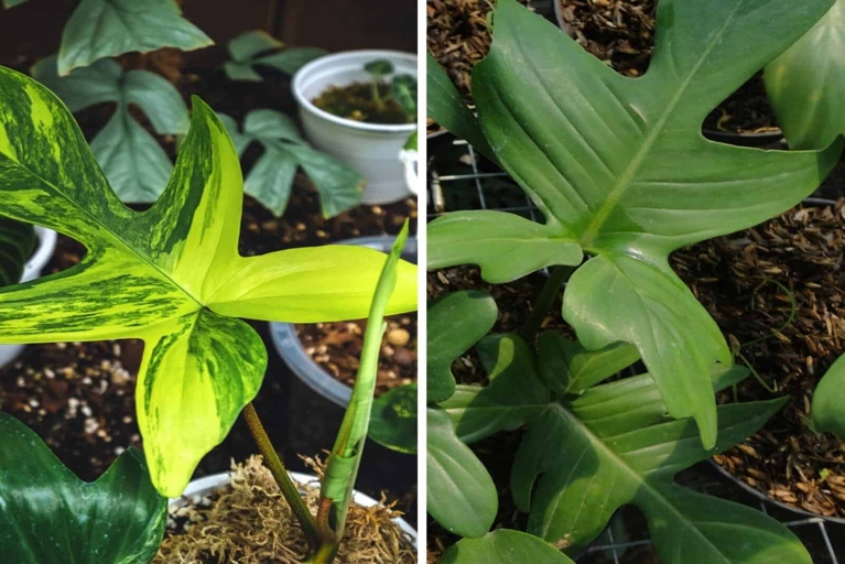 The Philodendron Pedatum is a taller plant with thinner leaves, while the Philodendron Florida is a shorter plant with wider leaves.