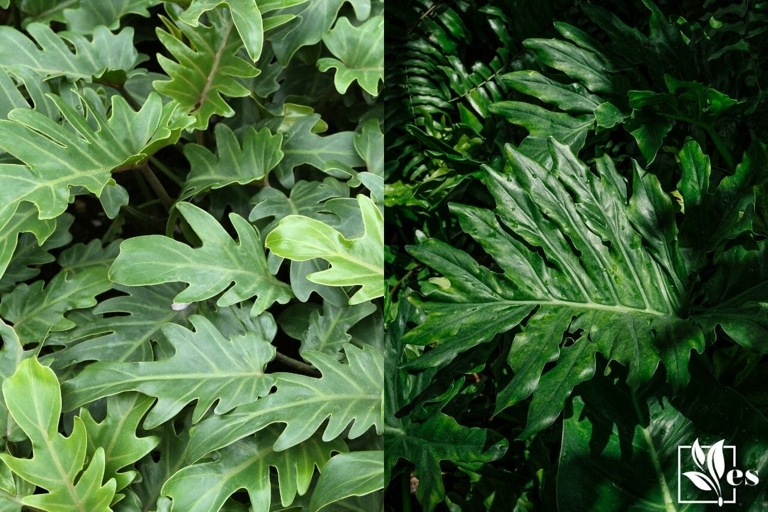 The Philodendron Selloum and Xanadu are two similar looking plants that can be easily confused.