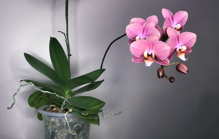 The Phragmipedium orchid requires a potting mix with a ratio of two parts sphagnum moss to one part perlite.
