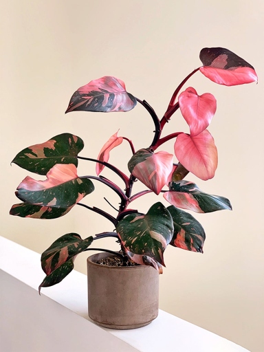 The pink color of the Philodendron pink princess fades because it is not getting enough light.