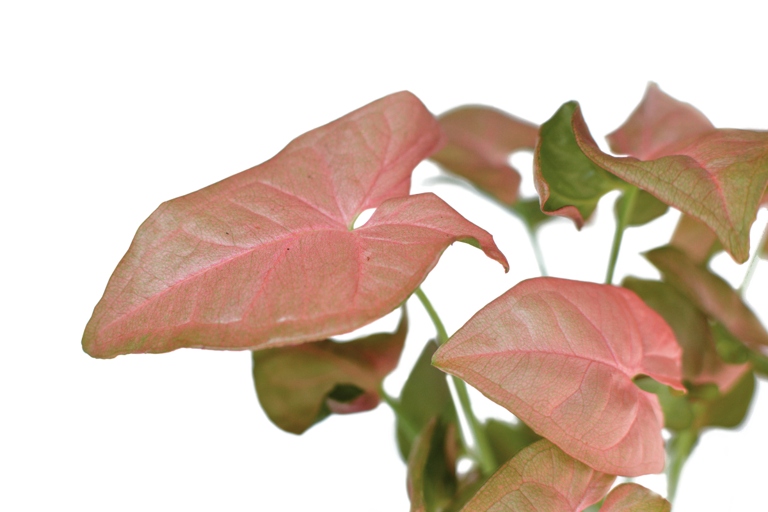 The Pink Syngonium thrives in warm climates and needs a temperature of at least 60 degrees Fahrenheit to survive.