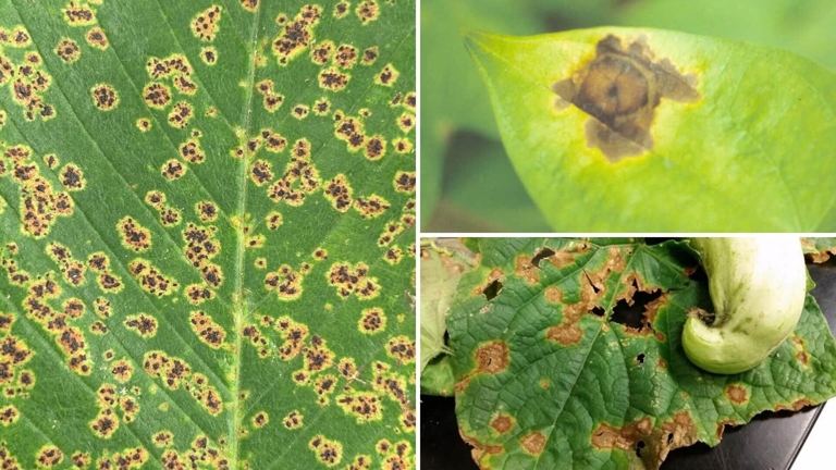 The plant disease Anthracnose is characterized by brown spots on the leaves.