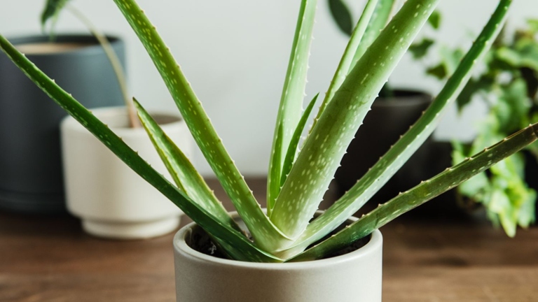 The plant has a short stem and long, fleshy leaves that store water. Aloe vera is a succulent plant that is often used for its medicinal properties. Aloe vera can be grown indoors or outdoors and prefers well-drained, sandy soil.
