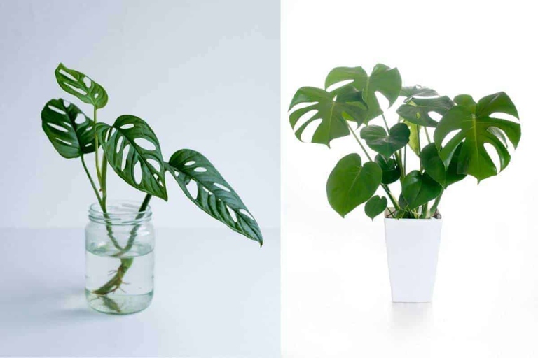 The plant height of a Monstera Deliciosa can range from 6 to 40 feet, while the plant height of an Adansonii can range from 2 to 6 feet.