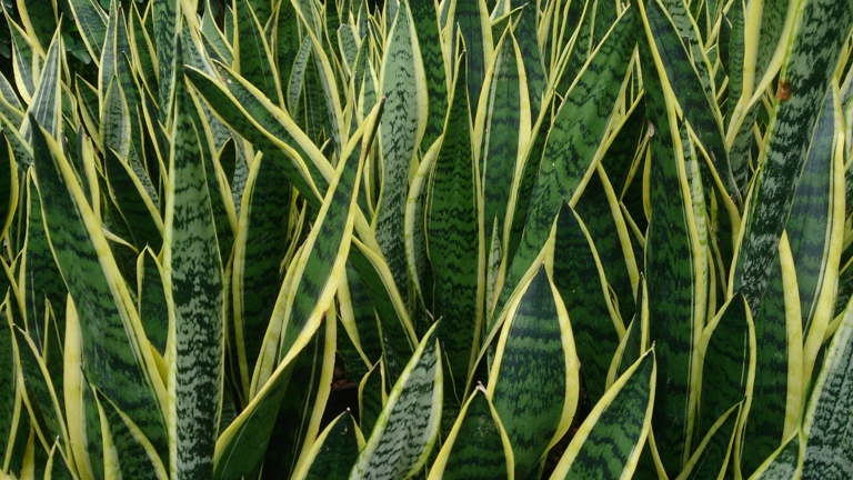 The plant is also known as the Snake Plant, Mother-in-Law's Tongue, or Viper's Bowstring Hemp. It is a member of the Asparagaceae family and is closely related to the Agave plant. Sansevieria Francisii is a succulent plant that is native to Africa.