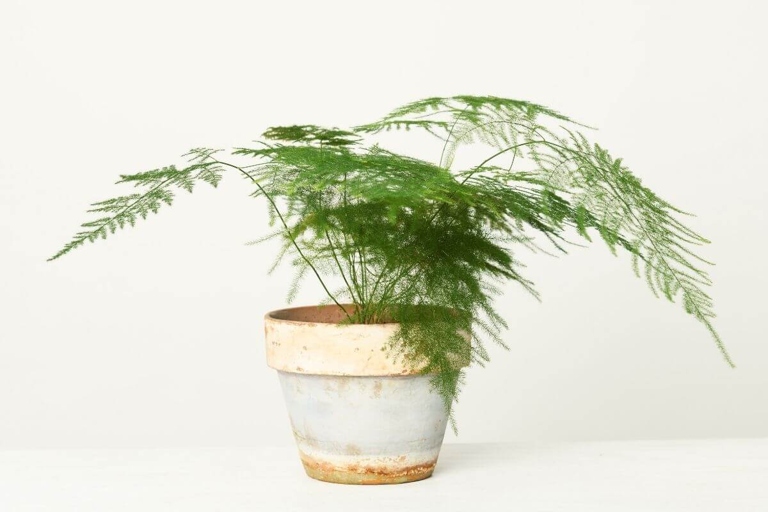 The Plumosa fern can be found in both granular and liquid form.