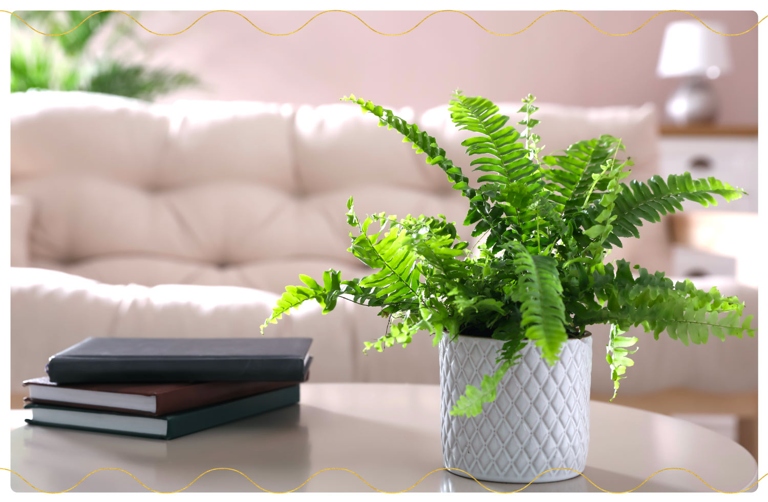 The Plumosa fern is a beautiful, air-purifying plant that is unfortunately poisonous to humans and animals if ingested.