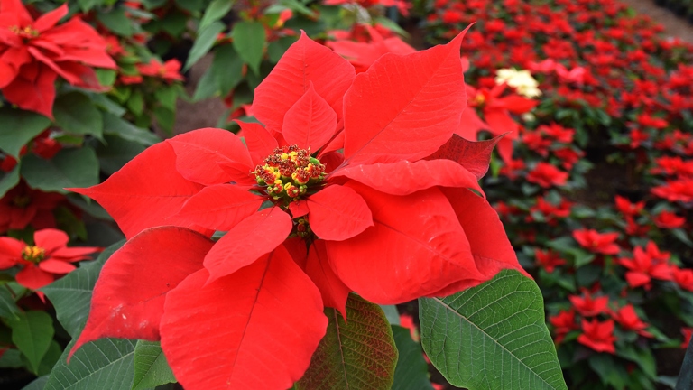 The poinsettia is a popular holiday plant that originates from Mexico.