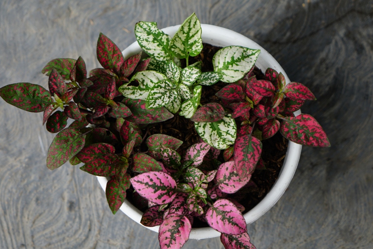 The polka dot plant is a beautiful, easy-to-care-for houseplant that can brighten any room.