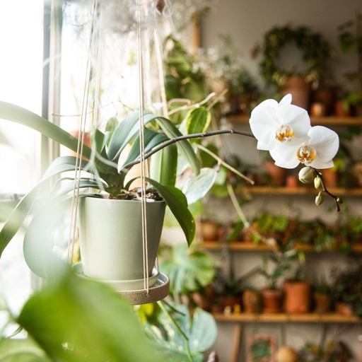 The potting mix ratio for orchids depends on the classification of the orchid.