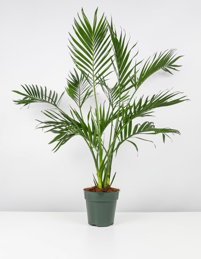 The potting mix you use for your cat palm can have a big impact on the health of your plant.