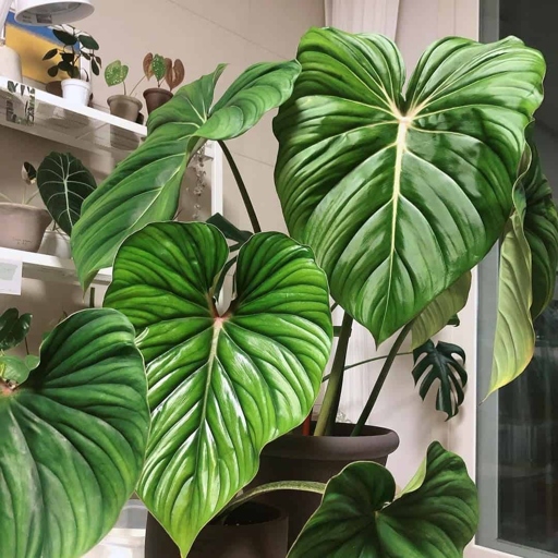 The quality of water can have an impact on the health of your philodendron.