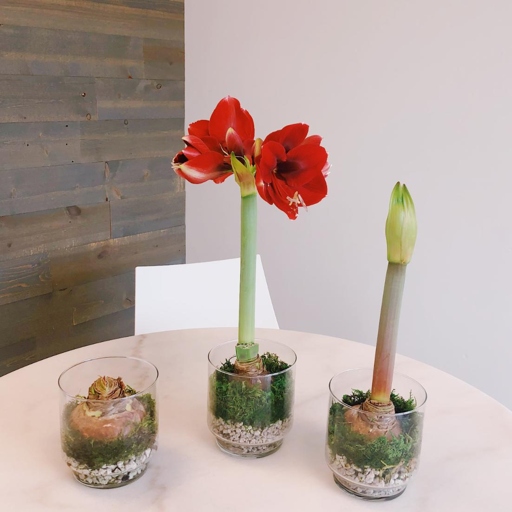 The right temperature for amaryllis is between 68 and 72 degrees Fahrenheit.